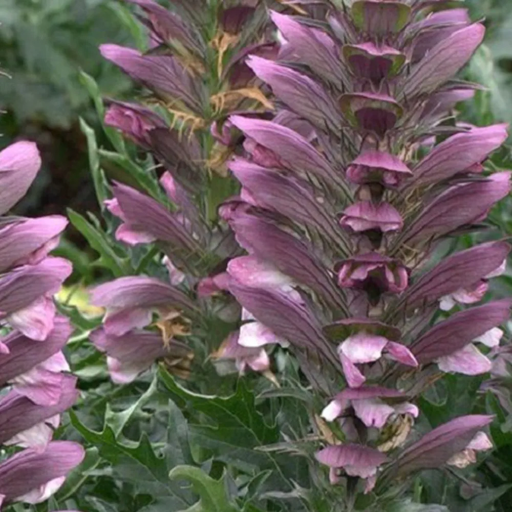 6 x acanthe épineuse - acanthus spinosus - godet 9cm x 9cm